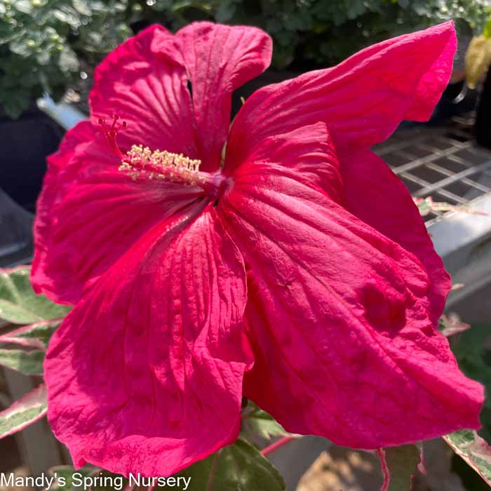 'Summer Carnival' Hibiscus