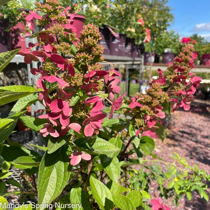 Flare Hydrangea | Hydrangea paniculata
