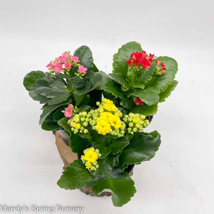 Kalanchoe