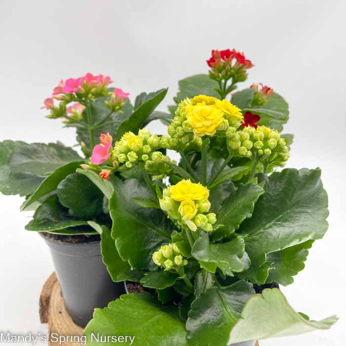 Kalanchoe