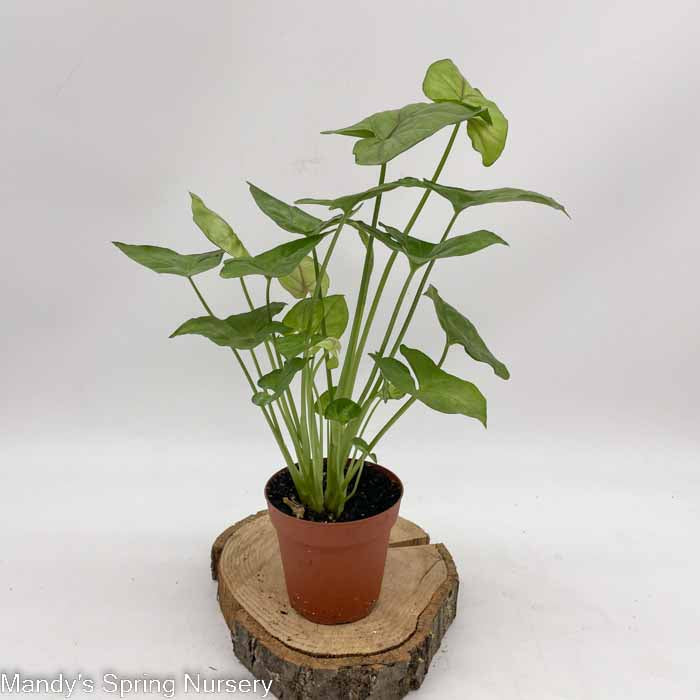 Arrowhead Plant | Syngonium podophyllum