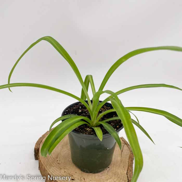 Spider Plant | Chlorophytum comosum