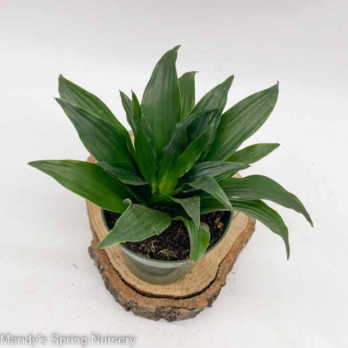 Dracaena 'Janet Craig'