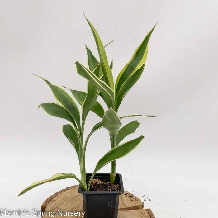 'Song of India' Dracaena | Dracaena reflexa