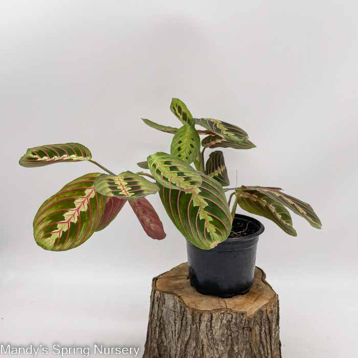 Prayer Plant | Maranta