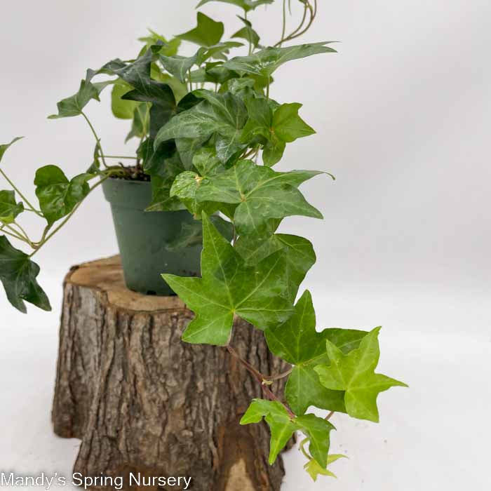 English Ivy | Hedera helix