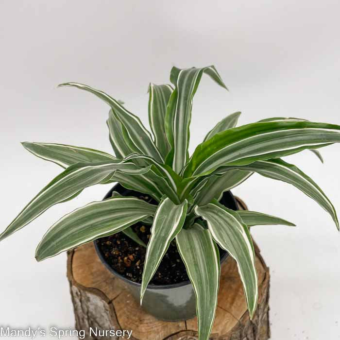 Dracaena 'White Jewel'