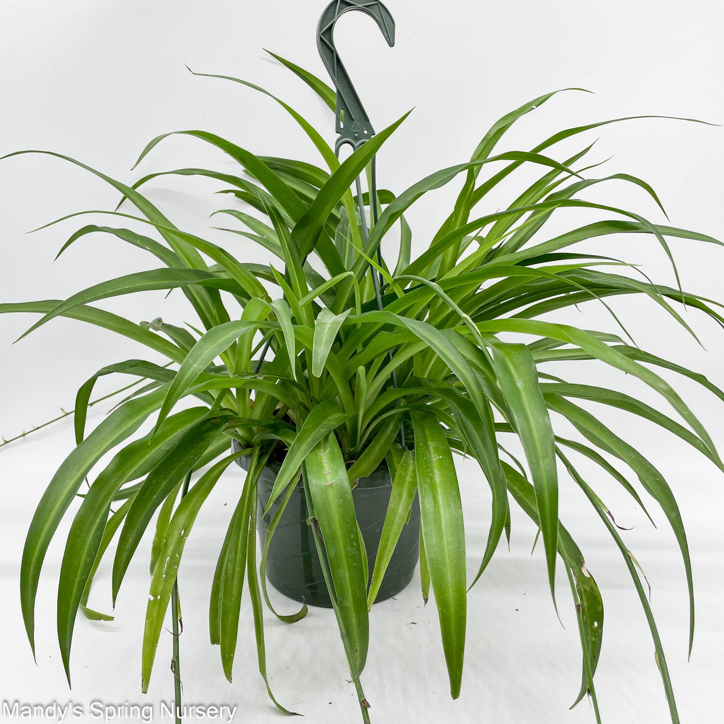 Spider Plant | Chlorophytum comosum