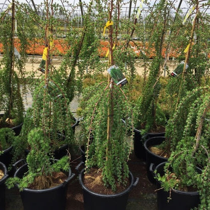 Weeping Larch | Larix decidua 'Pendula'
