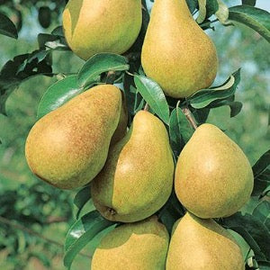 Luscious Pear | Pyrus communis 'Luscious'