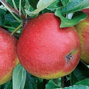 Macoun Apple | Malus 'macoun'