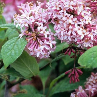 Miss Canada Lilac | Syringa