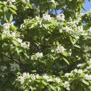 Northern Catalpa | Catalpa speciosa