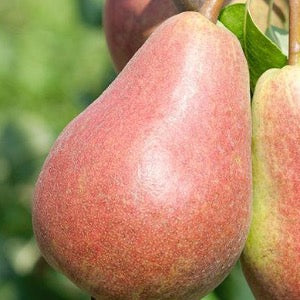 Parker Pear | Pyrus communis 'Parker'