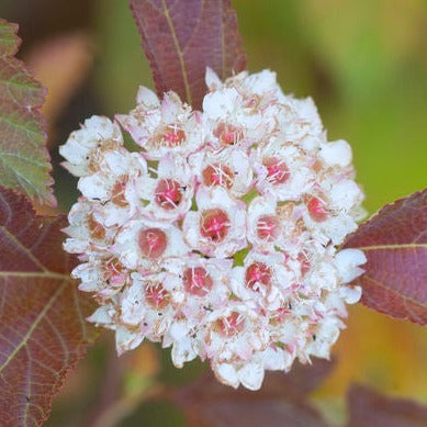 Amber Jubilee Ninebark | Physocarpus opulifolius