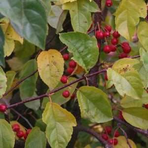 Red Jade Crabapple | Malus 'Red Jade'