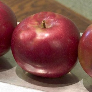 Red Prairie Spy Apple | Malus