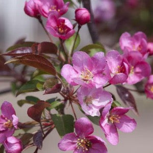 Bare Root Red Splendor Crabapple | Malus