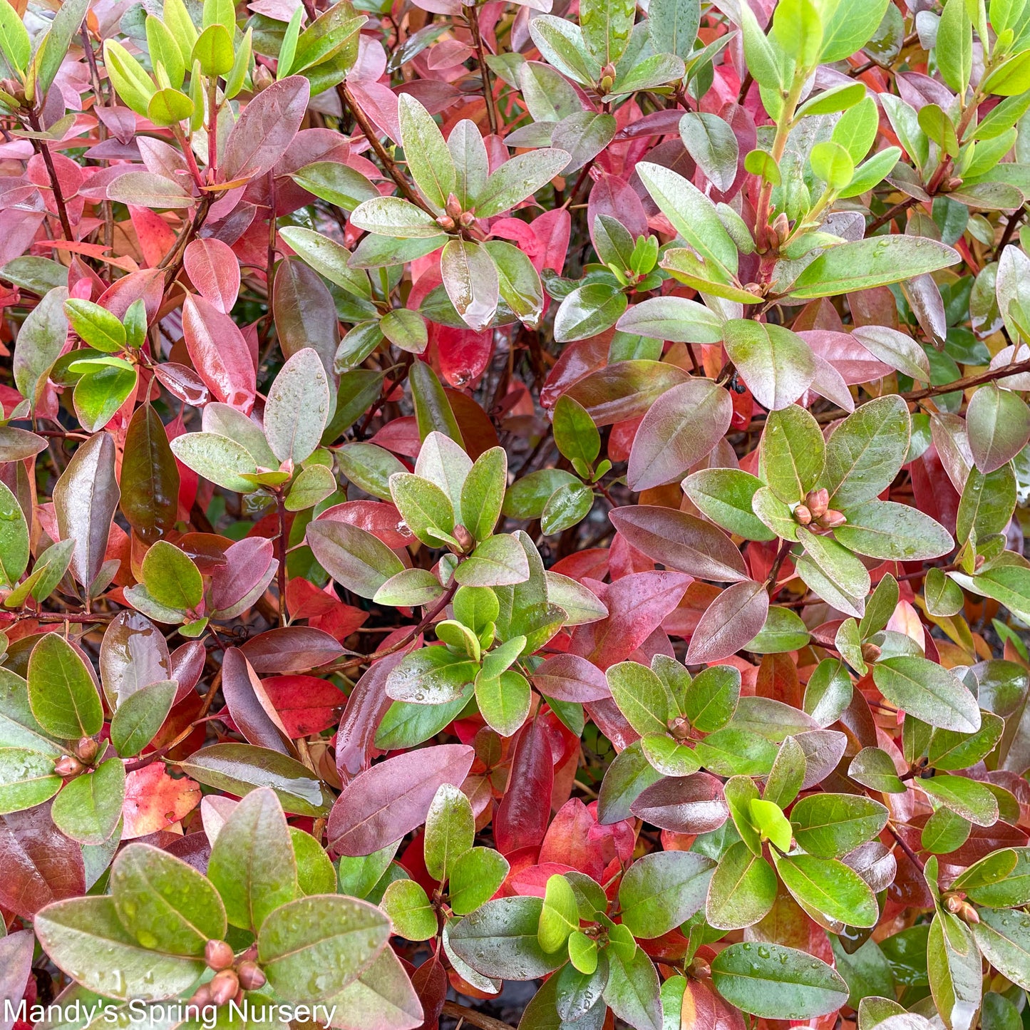 'PJM Elite' Rhododendron