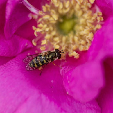 Lotty's Love Rose | Rosa rugosa