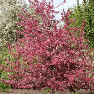 Royal Raindrops Crabapple | Malus transitoria 'JFS-KW5'