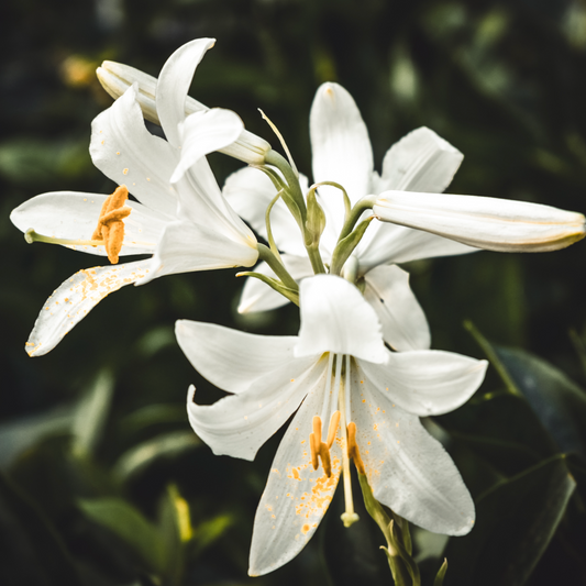 Easter Lily