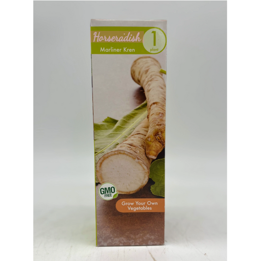 Horseradish - Marliner Kren | 1 Plant