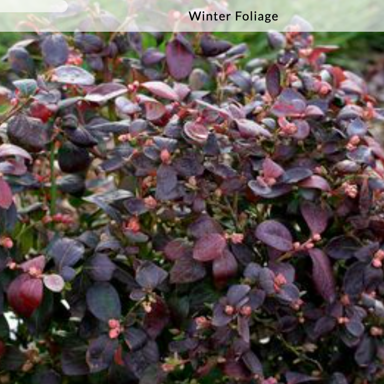 'Peach Sorbet' Blueberry | Vaccinium x Peach Sorbet