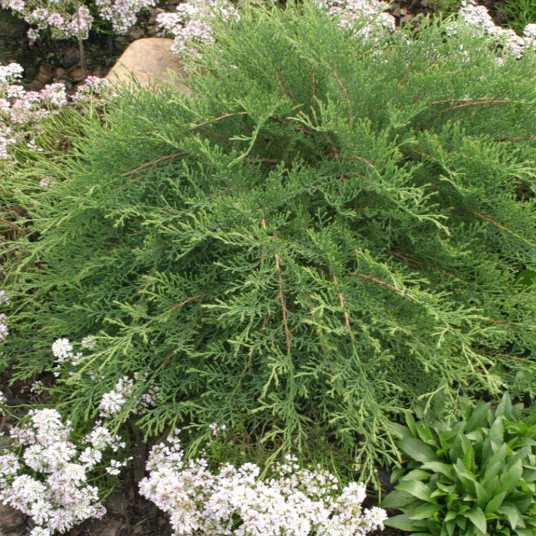 ‘Celtic Pride’ Siberian Cypress | Microbiota Decussata 'Celtic Pride'