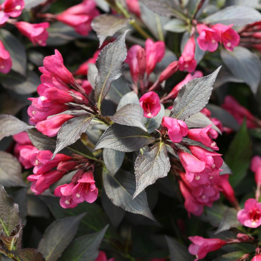 Spilled Wine Weigela | Weigela florida