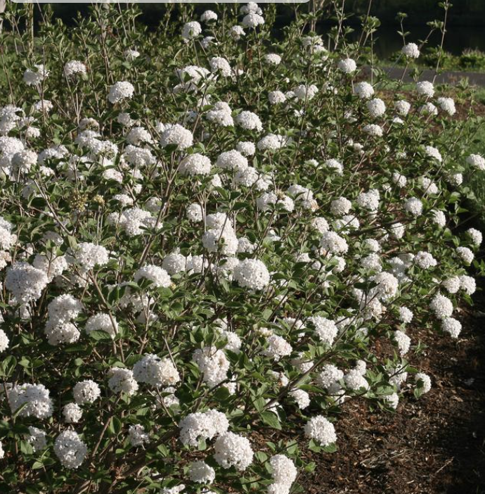 Spice Baby Viburnum | Viburnum carlesii