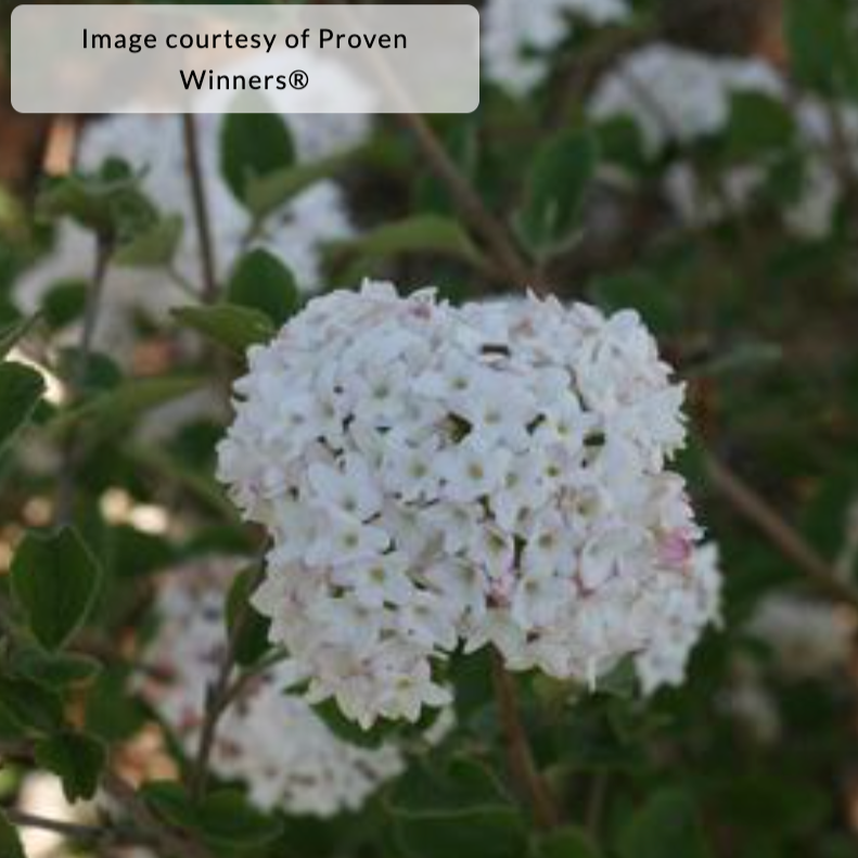 Spice Baby Viburnum | Viburnum carlesii