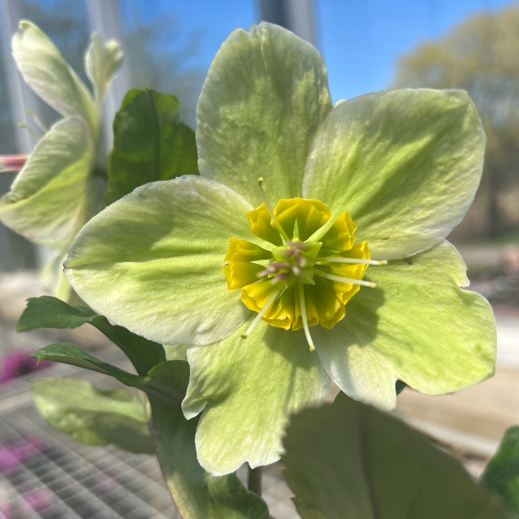 Ice N' Roses® Bianco Hellebore / Lenten Rose