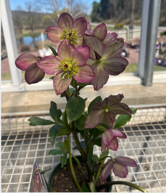 Ice N' Roses® Red Hellebore | Lenten Rose