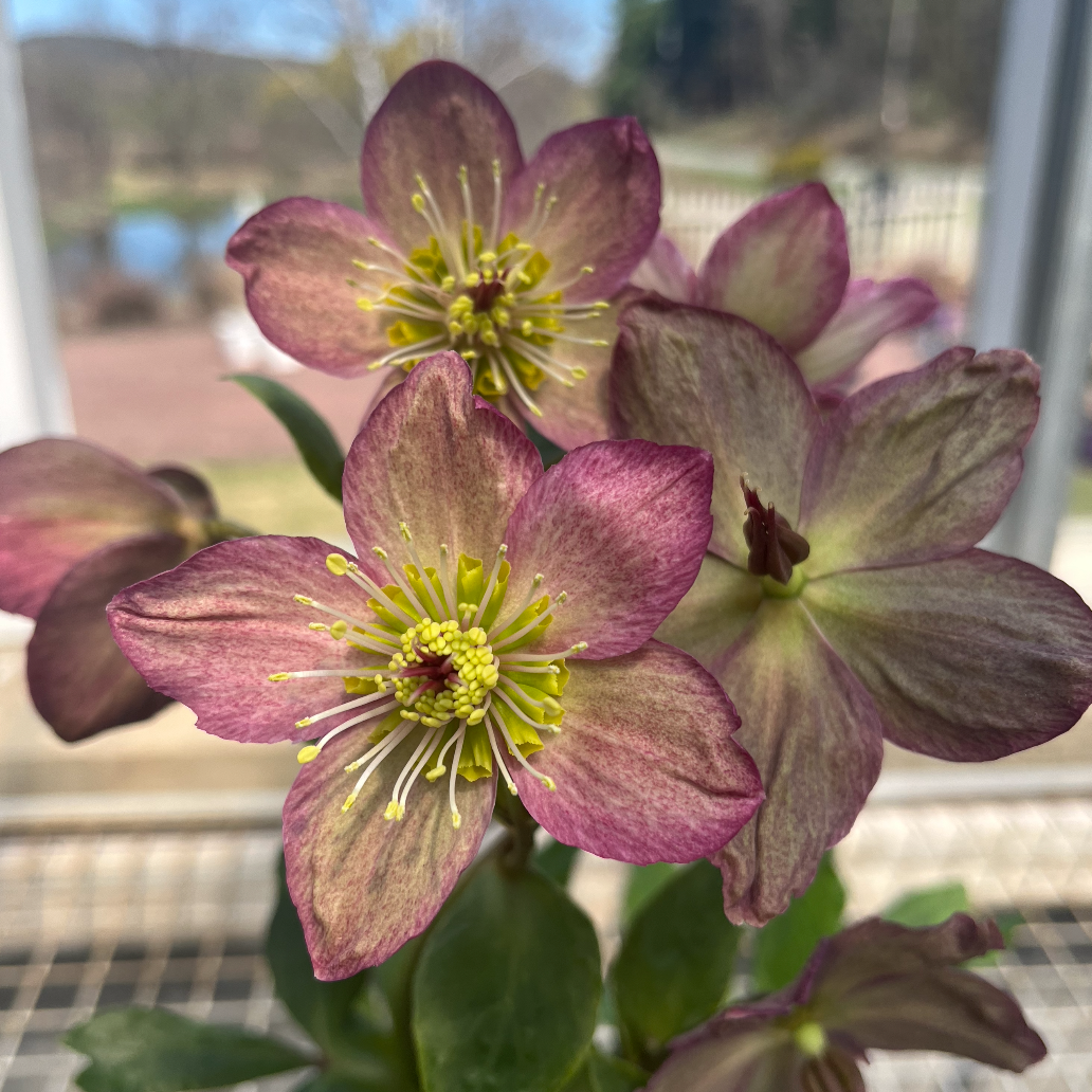 Ice N' Roses® Red Hellebore | Lenten Rose