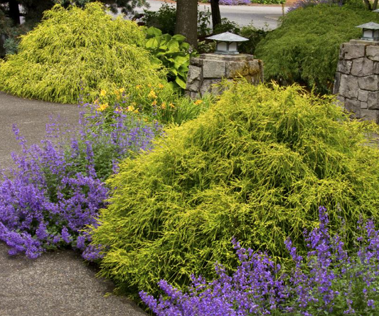 Golden Charm Thread-Branch Cypress