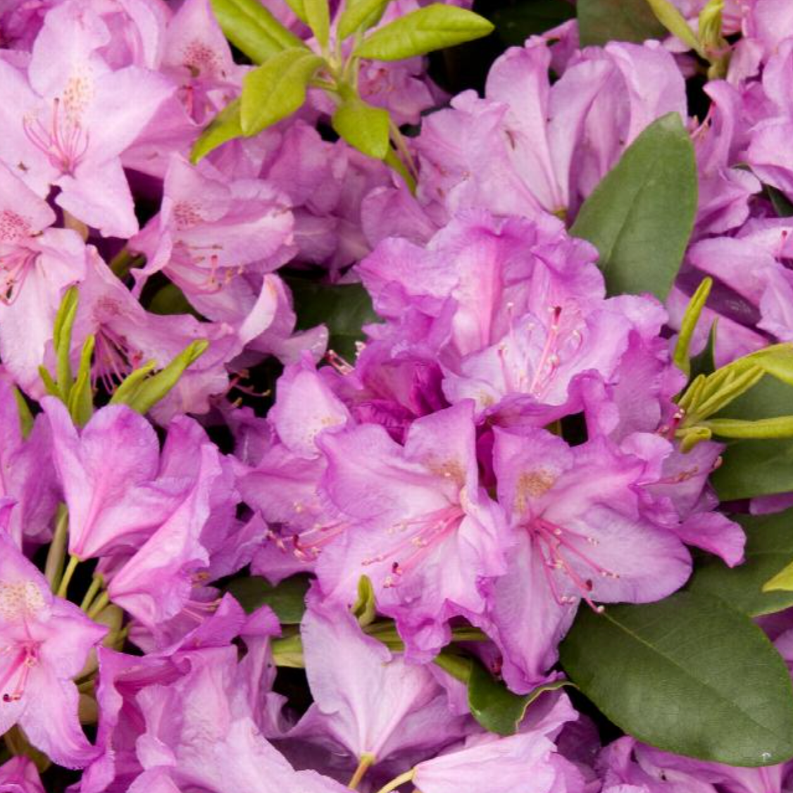 Boursault Catawba Rhododendron