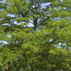 Shademaster Honeylocust | Gleditsia triacanthos var. inermis 'Shademaster'