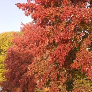 Sienna Glen Maple | Acer x freemanii 'Sienna'