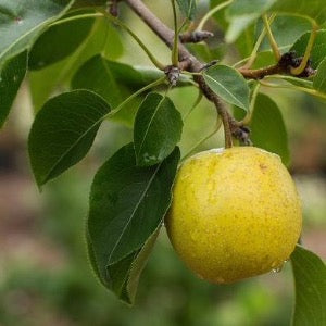 Tawara Asian Pear | Pyrus 'Tawara Oriental'