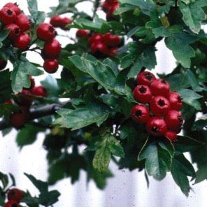 Toba Hawthorn | Crataegus x mordenensis 'Toba'