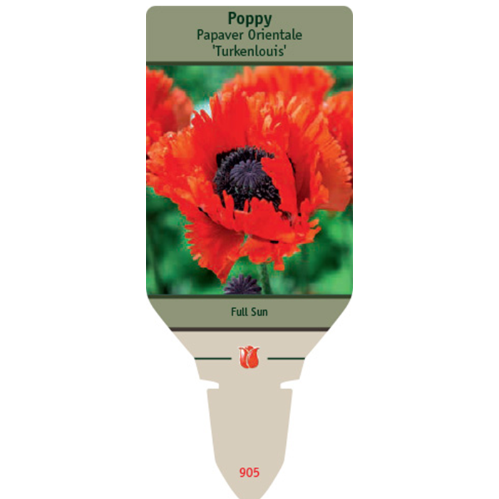 Turkenlouis Oriental Poppy | Papavar orientalis