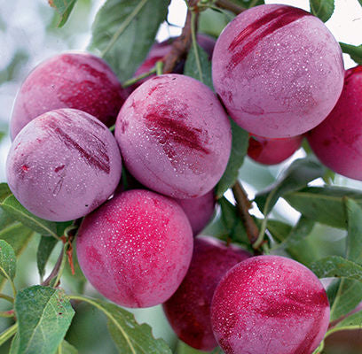 Waneta Plum | Prunus