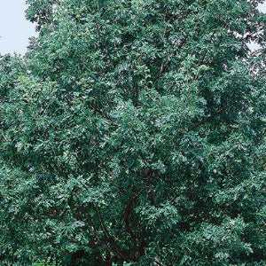 White Oak | Quercus alba