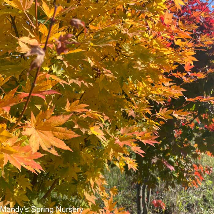 Korean Maple | Acer pseudosieboldianum