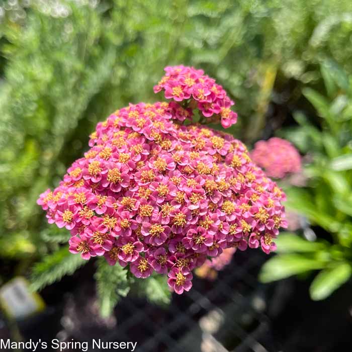 Sassy Summer Taffy Yarrow | Achillea