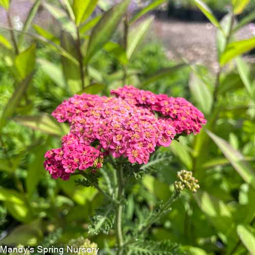 Sassy Summer Taffy Yarrow | Achillea