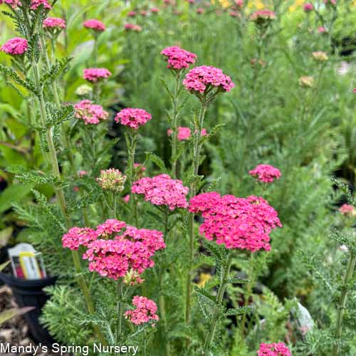 Sassy Summer Taffy Yarrow | Achillea