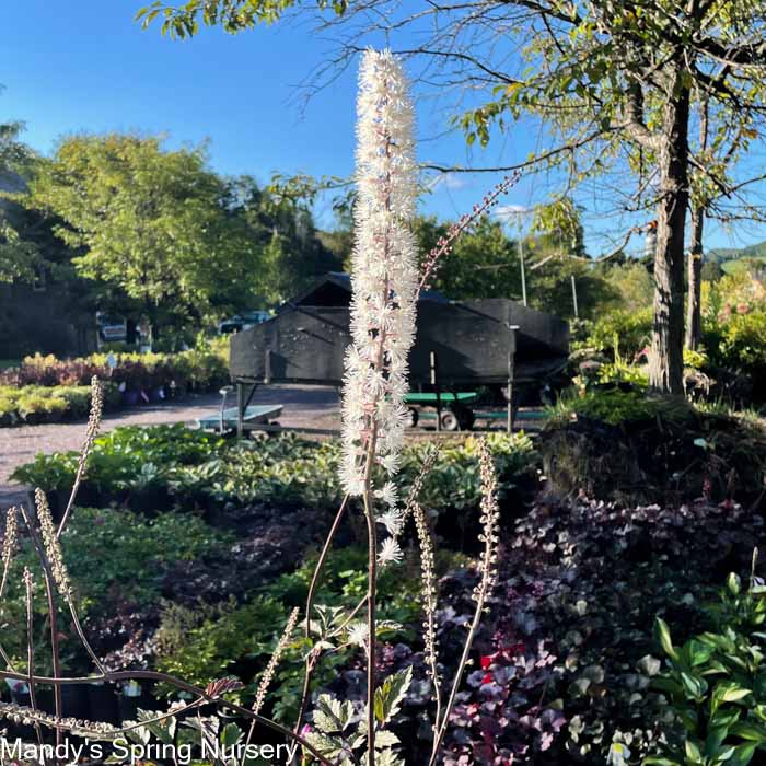 Hillside Black Beauty Bugbane | Actaea simplex