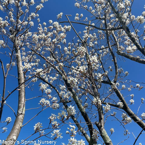 Autumn Brilliance Serviceberry | Amelanchier x grandiflora